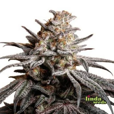 Tropicanna Cookies 2