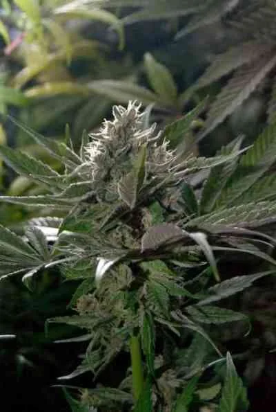 Mendocino Purple Kush