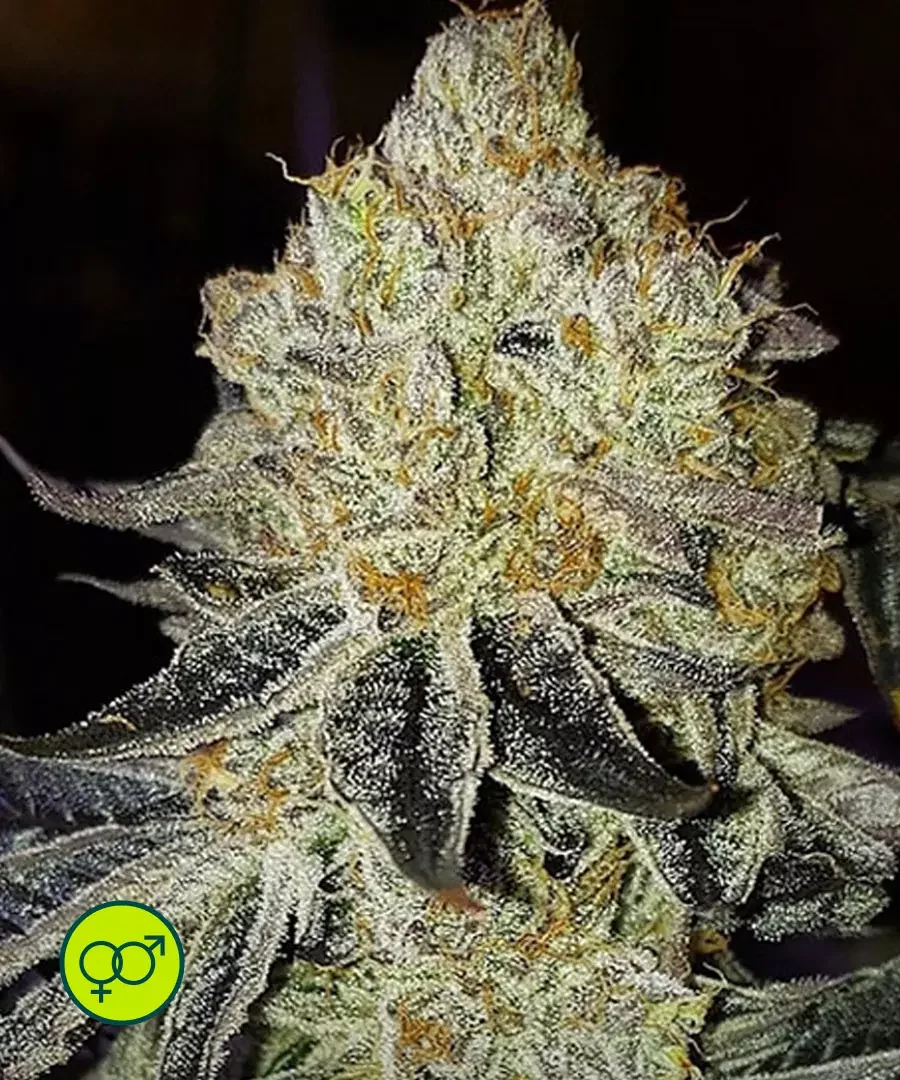 Mandarin Zkittlez F1 2