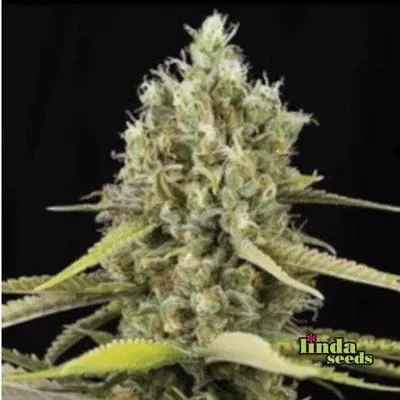 Tropicana Cookies 2
