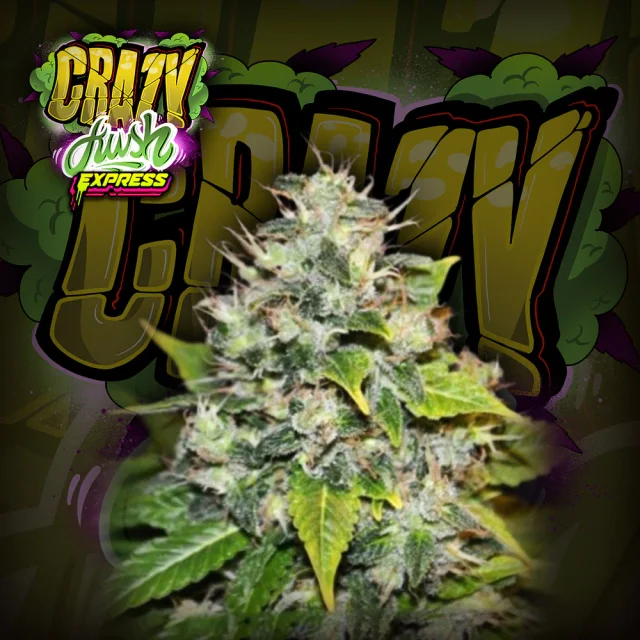 Kush Express