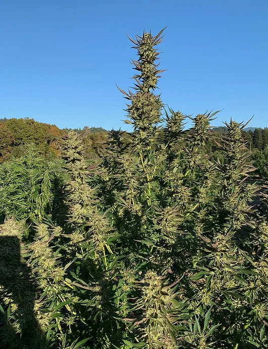 Humboldt Og 3