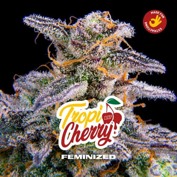 Tropicherry 2