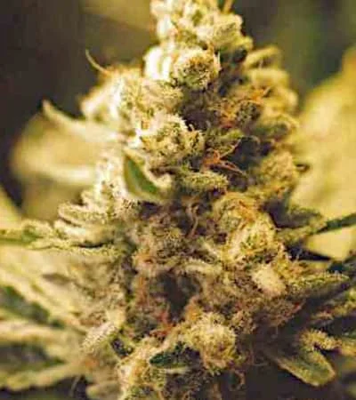 Lemon Kush