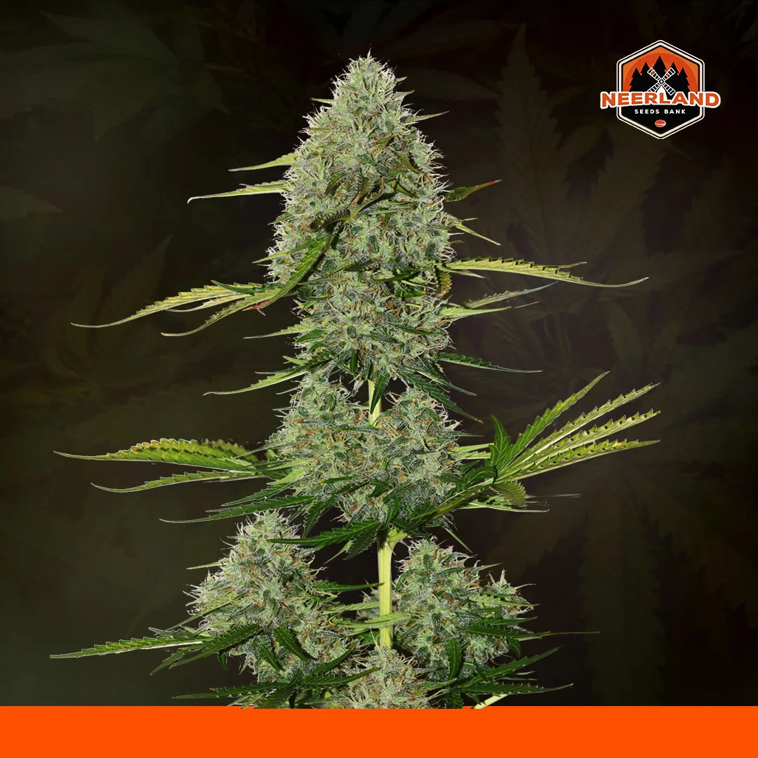 Special Flush Cbg 4