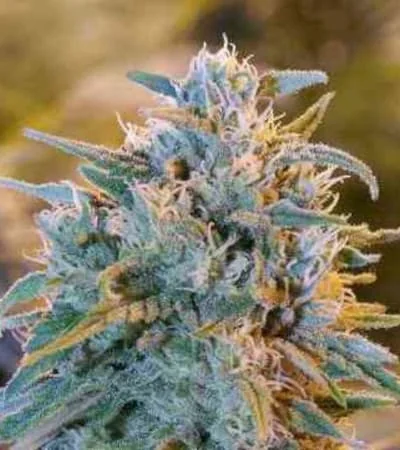 Blue Dream