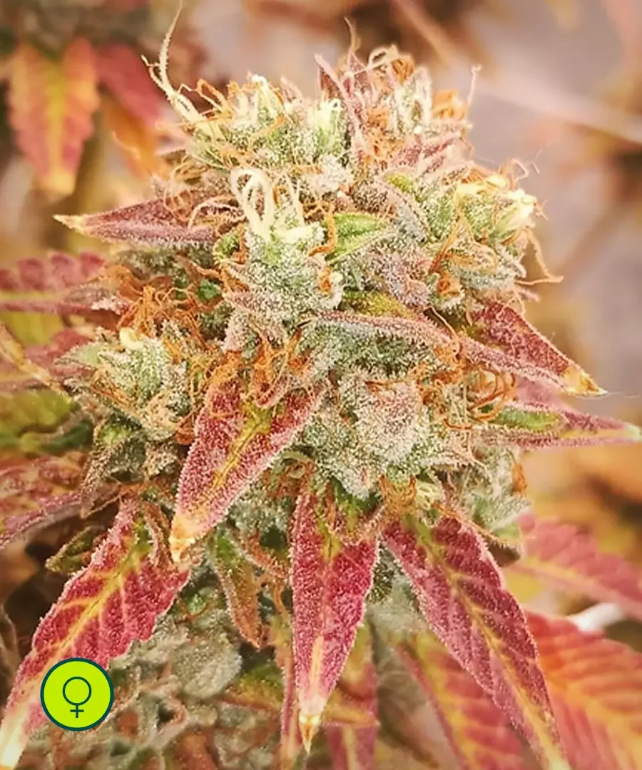 Sour Dizzle