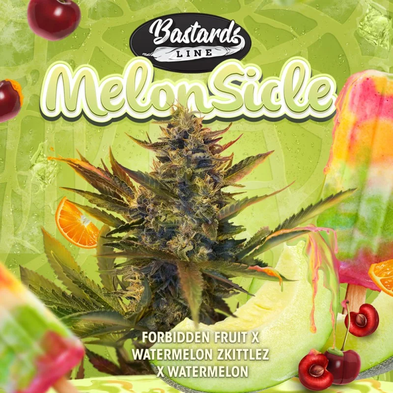 Melonsicle 3