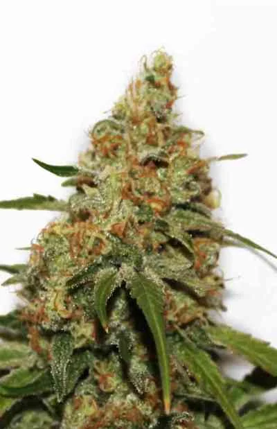 Cbd Kush
