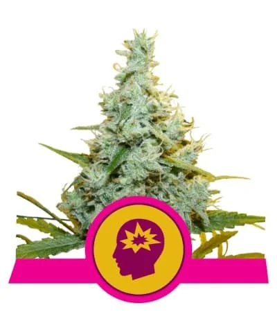Amg Amnesia Mac Ganja