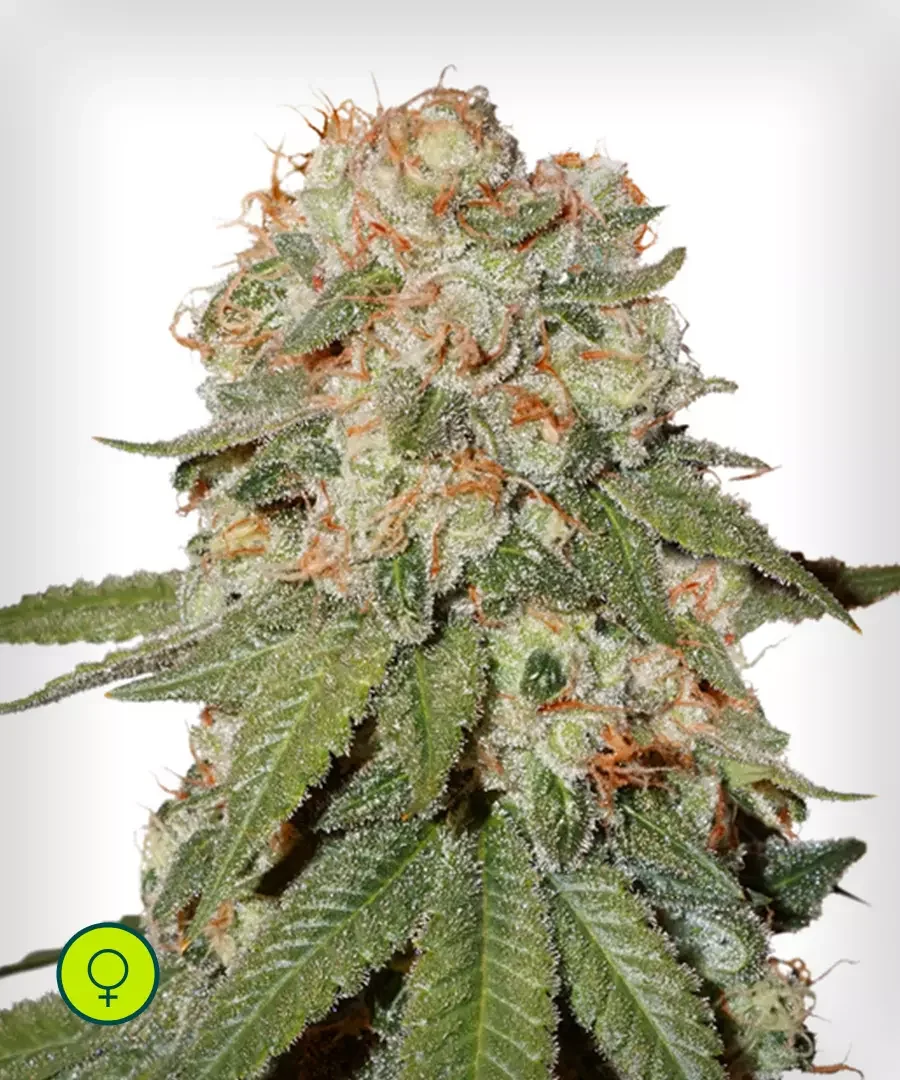 Orange Bud