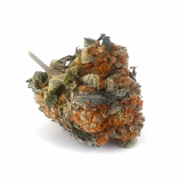 Orange Sherbert 3