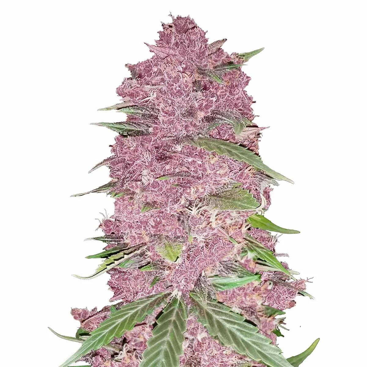 Purple Lemonade 3
