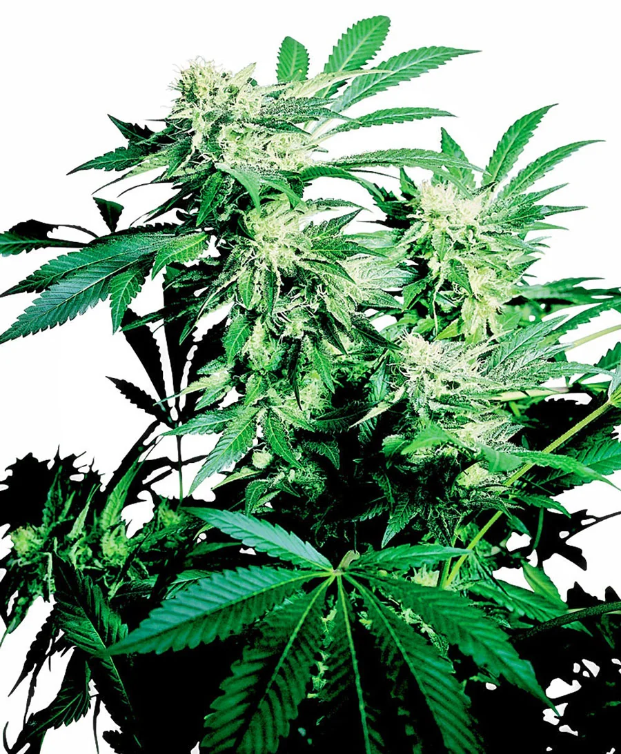 Skunk Kush 2
