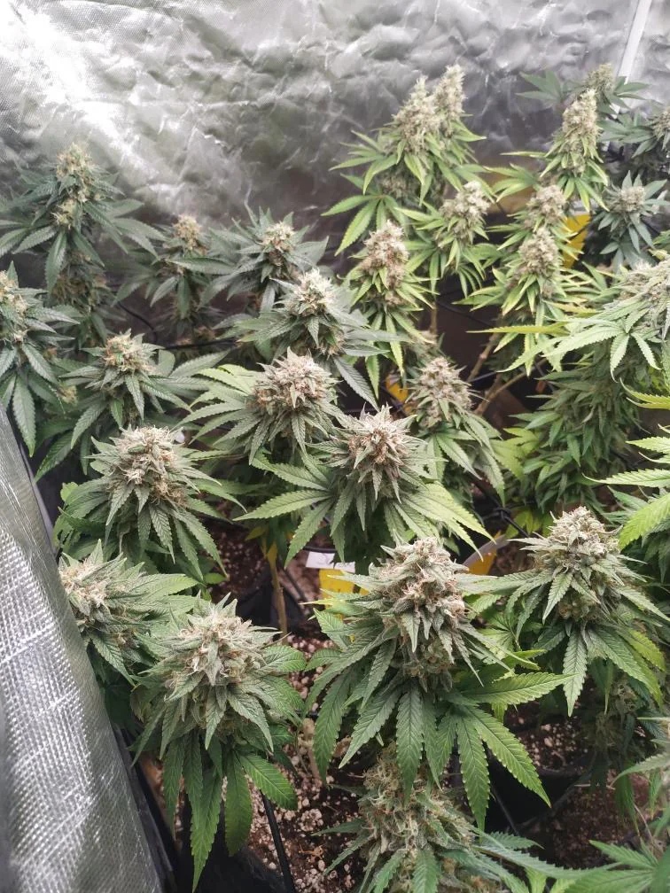 Amnesia Widow 2
