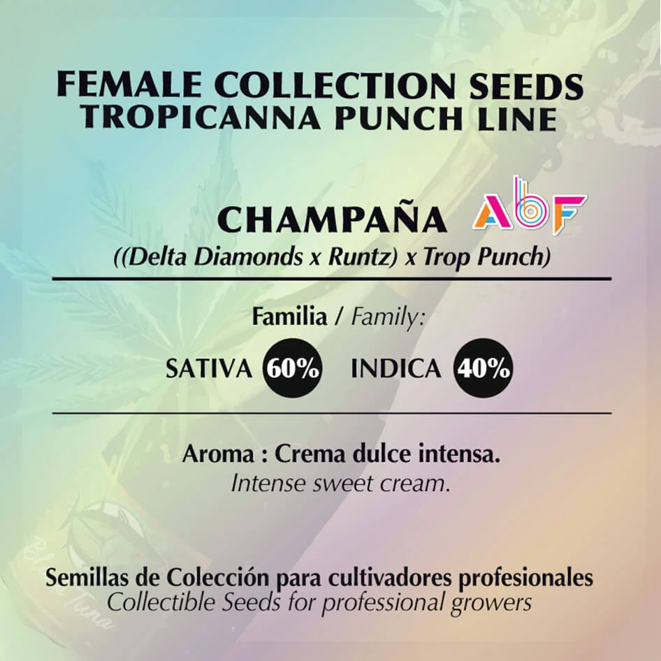Champana 2