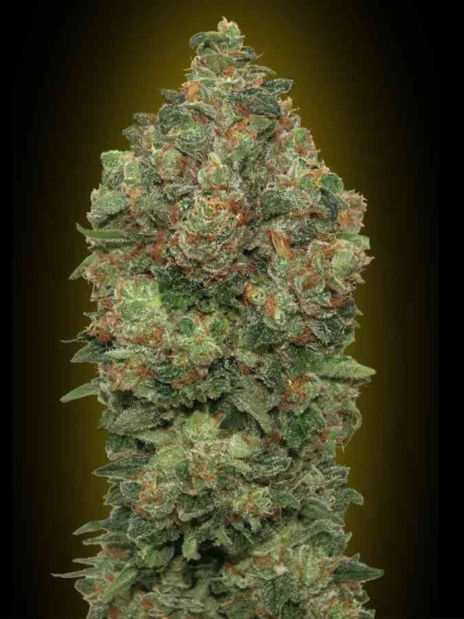 Critical Soma 2