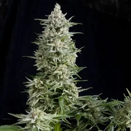 Amnesia Gold 5