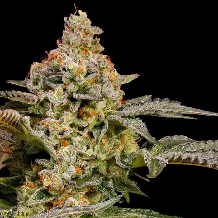 Black Domina