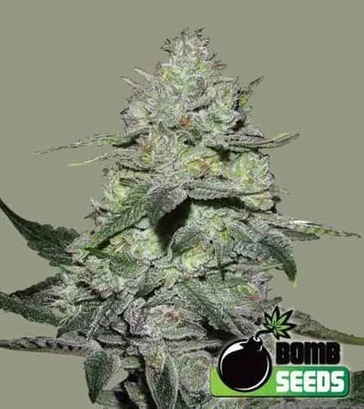 Gorilla Bomb