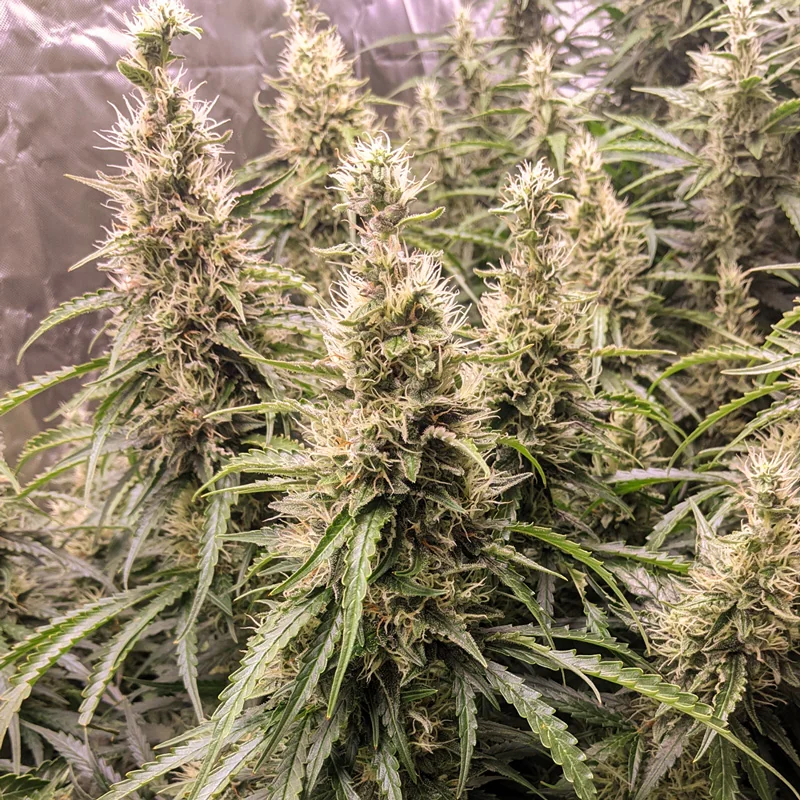 Fat Pete S Cookies 3