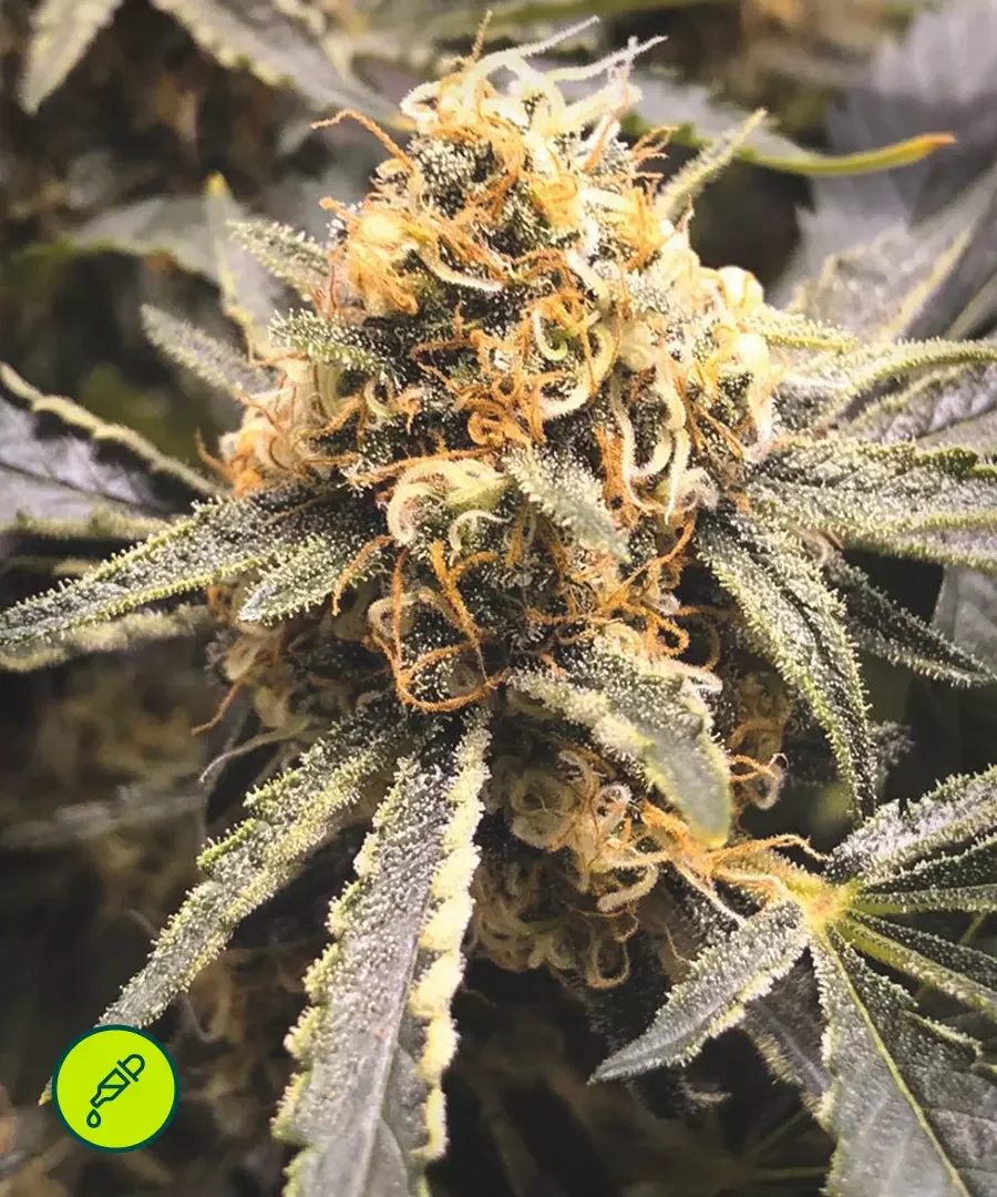 Recovery Cbd 2
