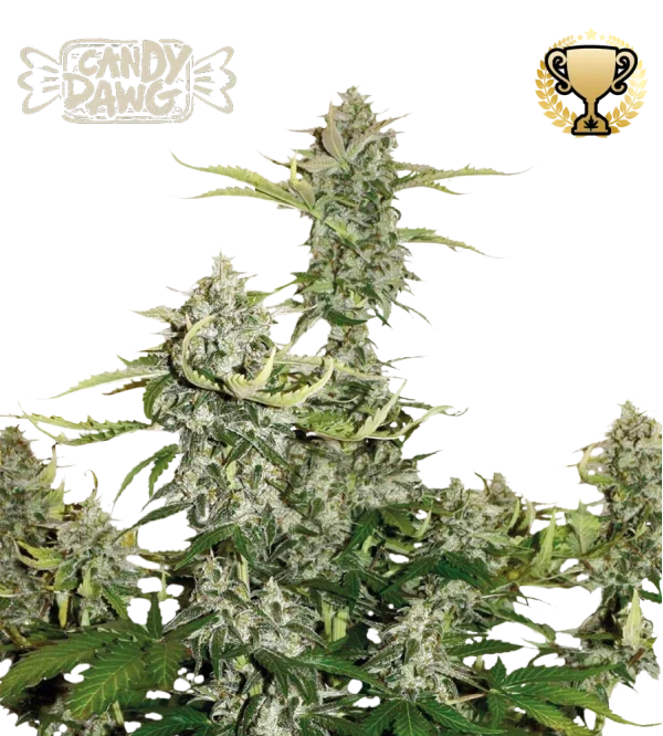 Candy Dawg 5