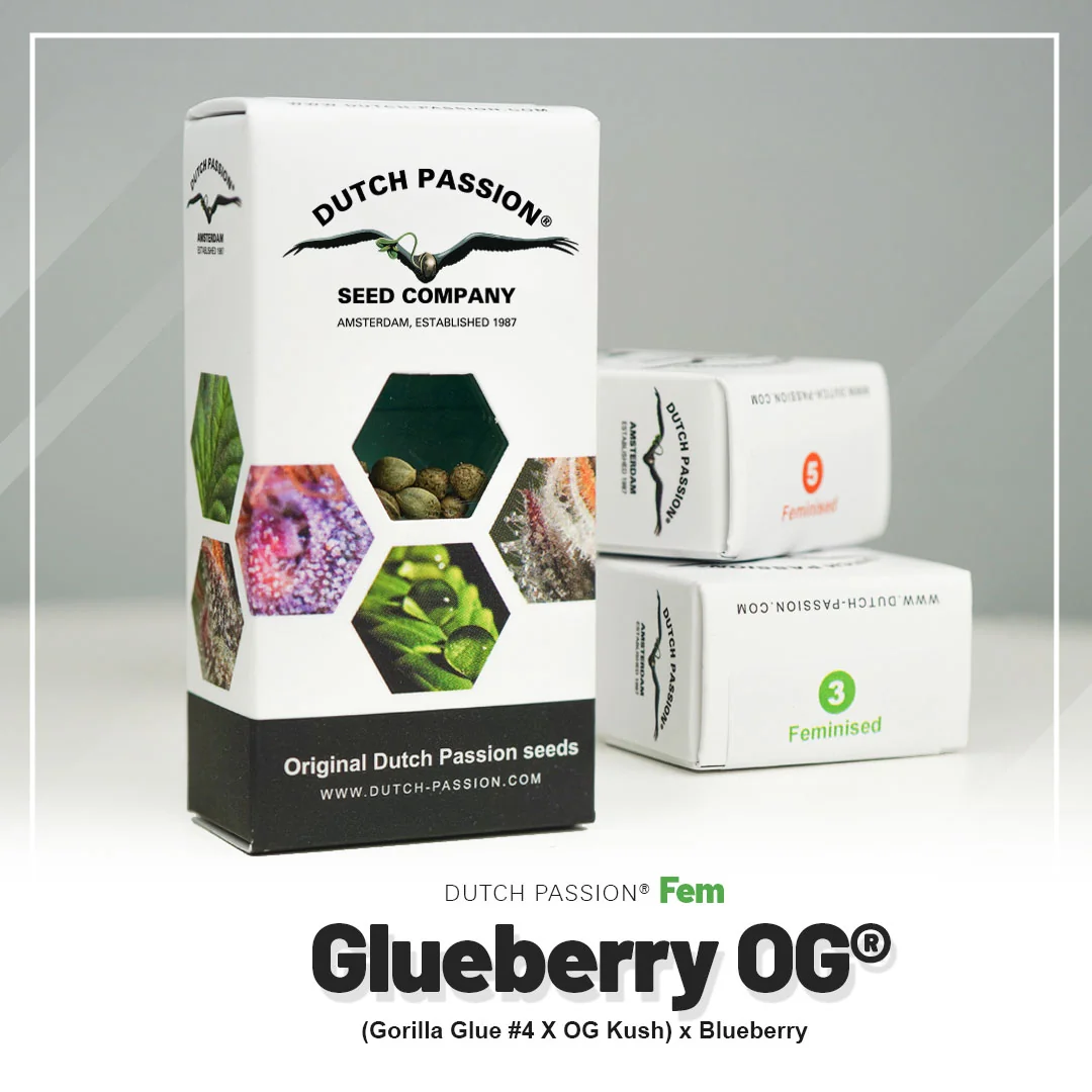 Glueberry O G