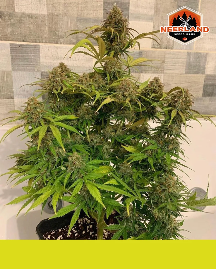 Mack Zkittlez