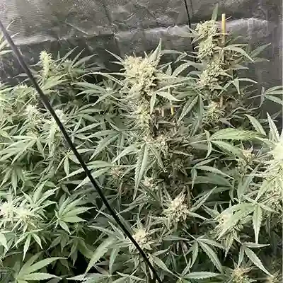 Jupiter Og Kush 2