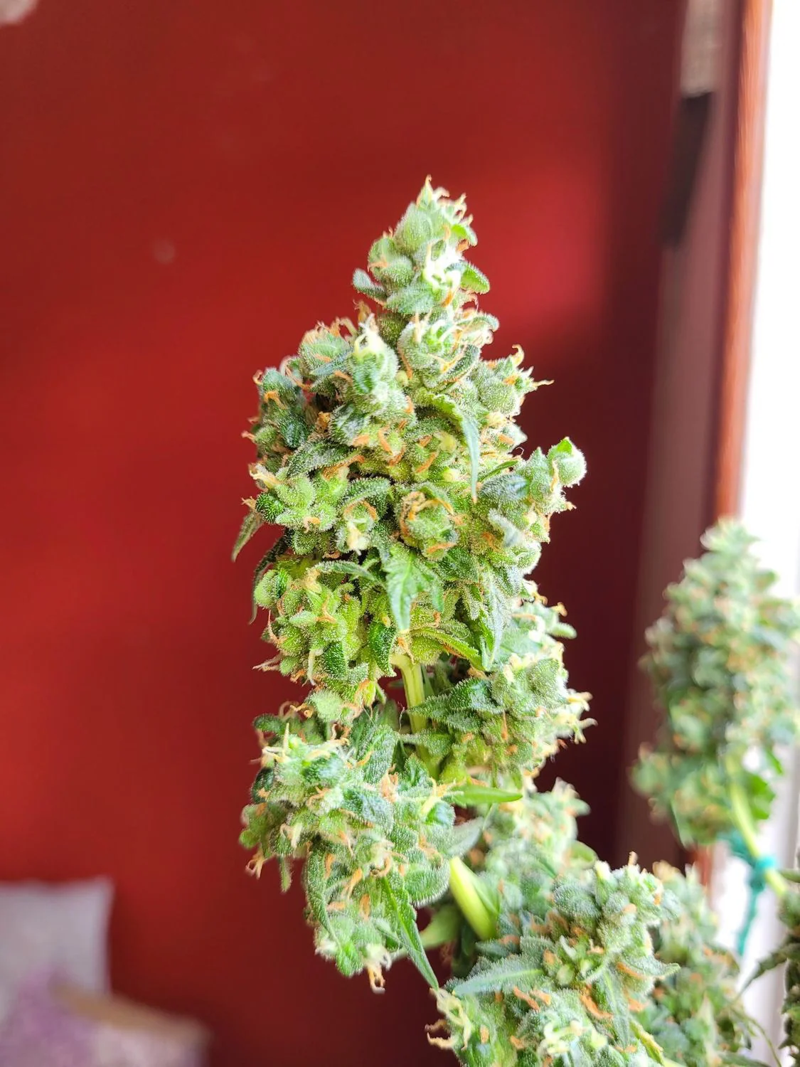 Amnesia Haze