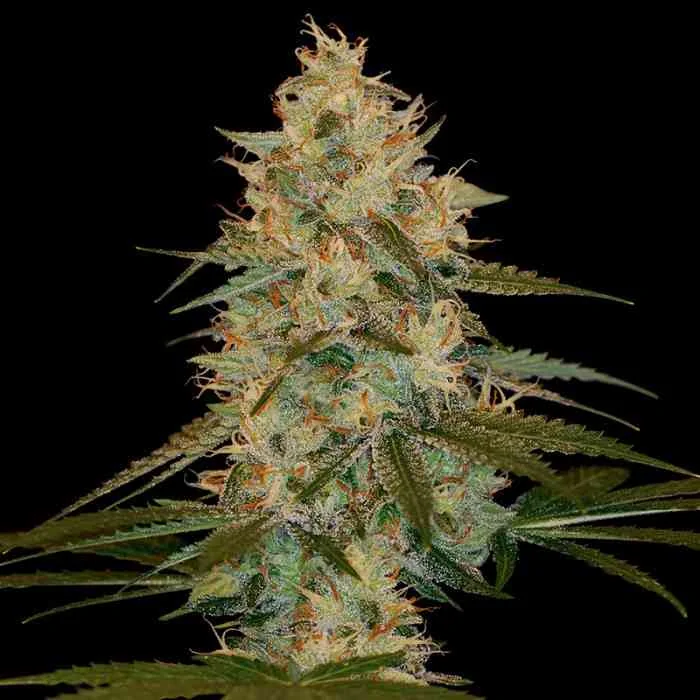 Chocolope Kush 2