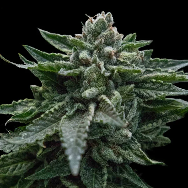 Double Dipped Strawberry
