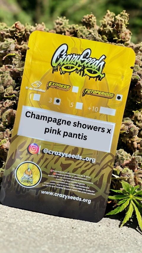 Champagne Shower X Pink Pantis 2