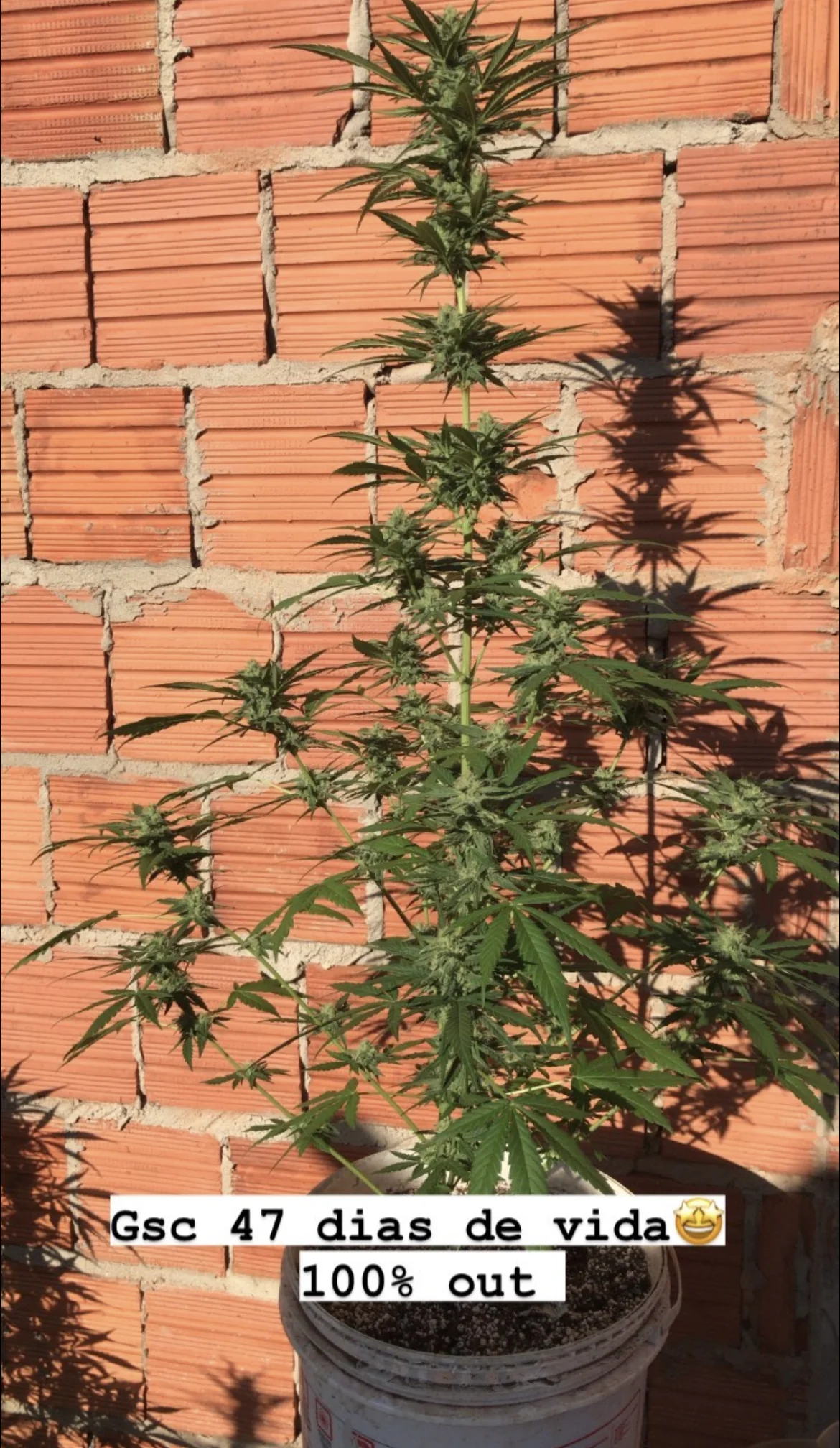 Girl Scout Cookies