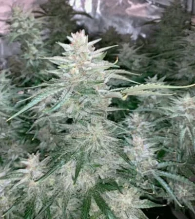 Glueberry Og 3