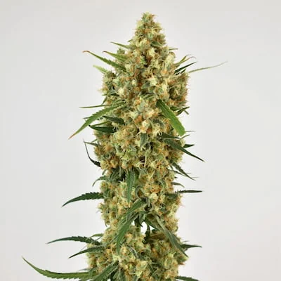 Snow Bud