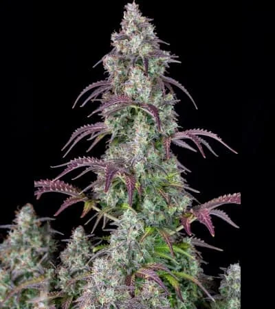 Lemon Pie