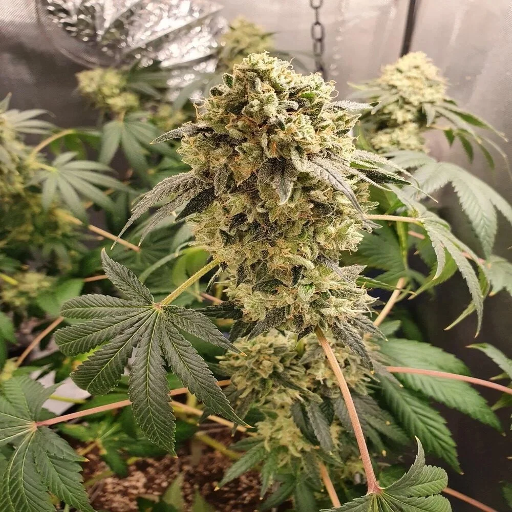 Grape Fuel