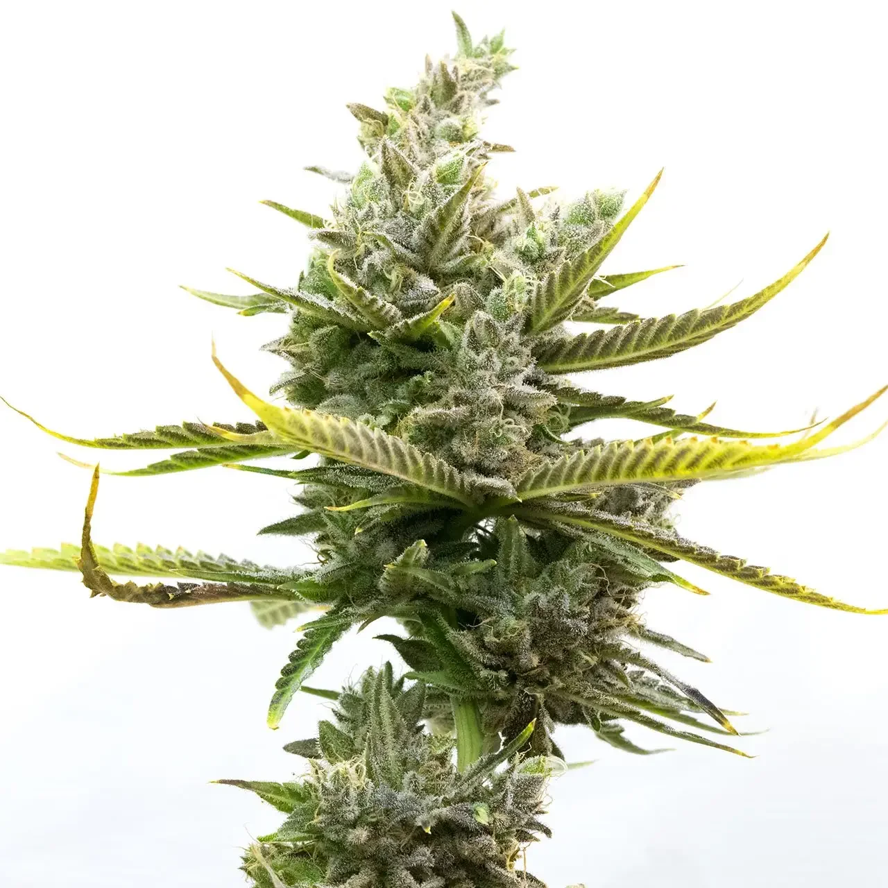 Manun Latitudsurseeds