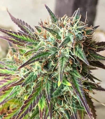 Girl Scout Cookies 2