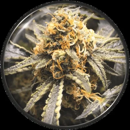 Recovery Cbd