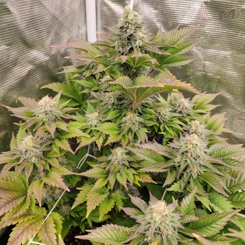 Gmo Tangie 3