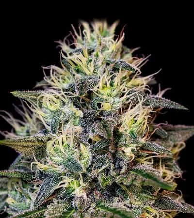 Cookies Gelato 5