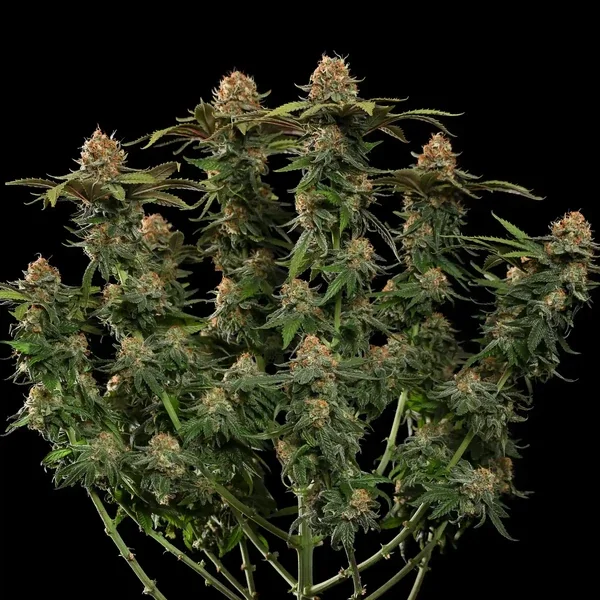 Tatanka Pure 4