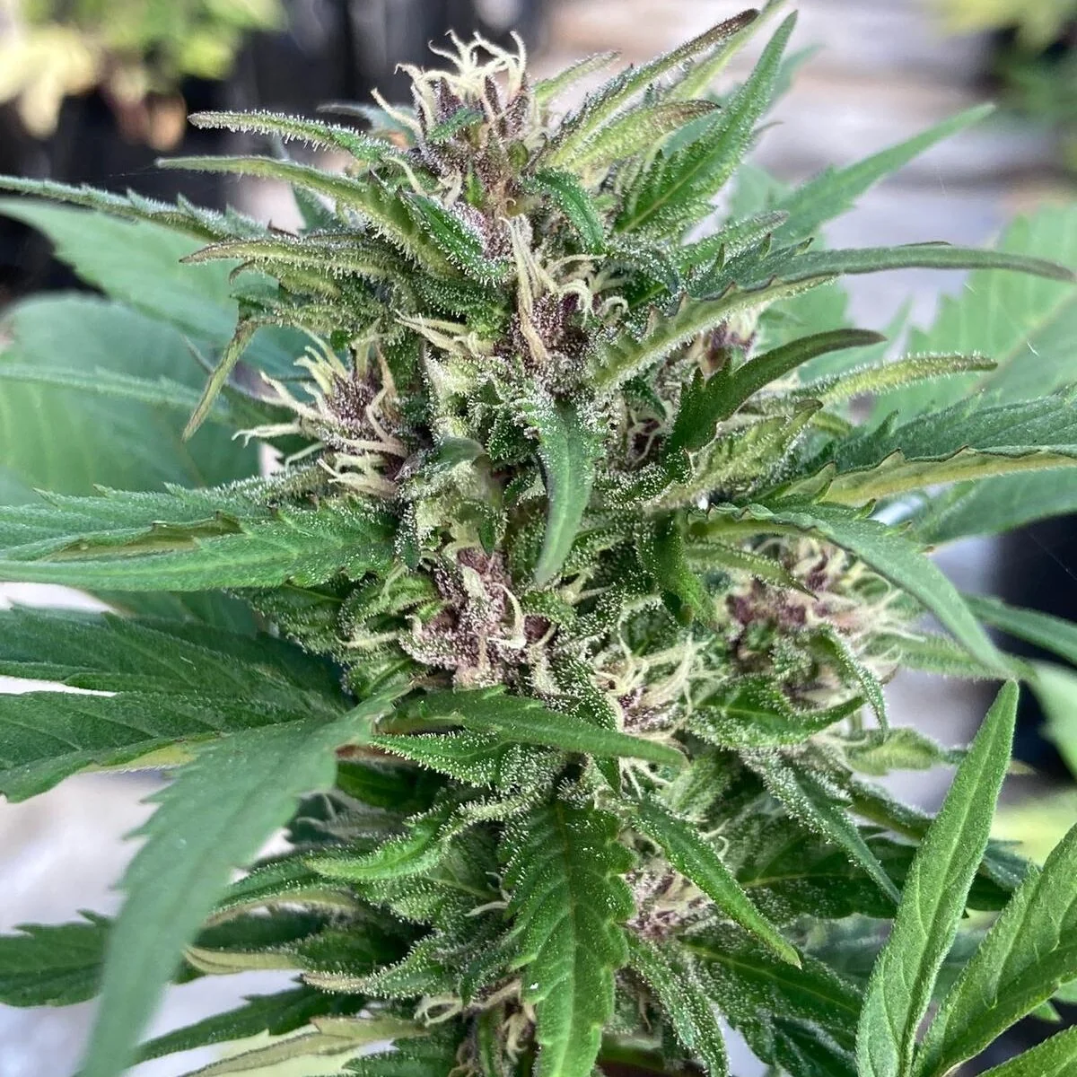 Lemon Cookies