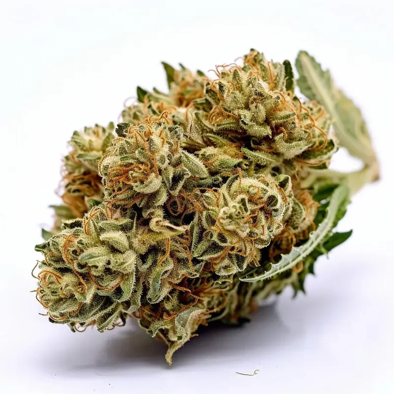 Autoflower Haze