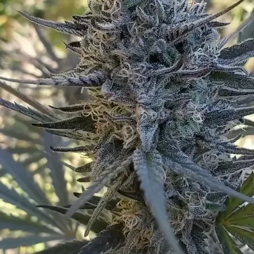 Candied Grapefruit 2