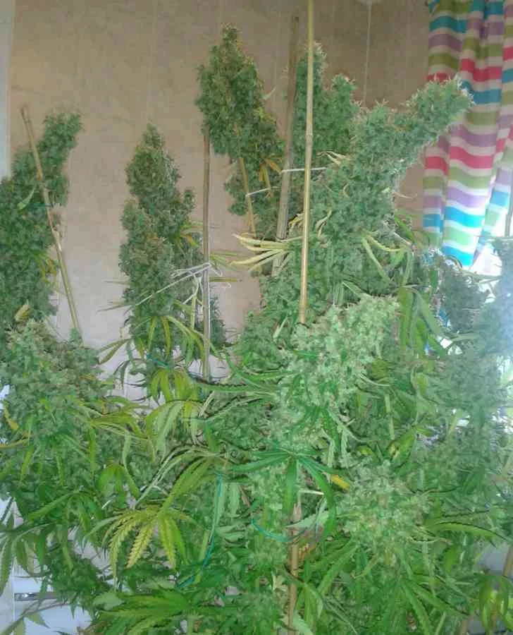 Skunk 11 4