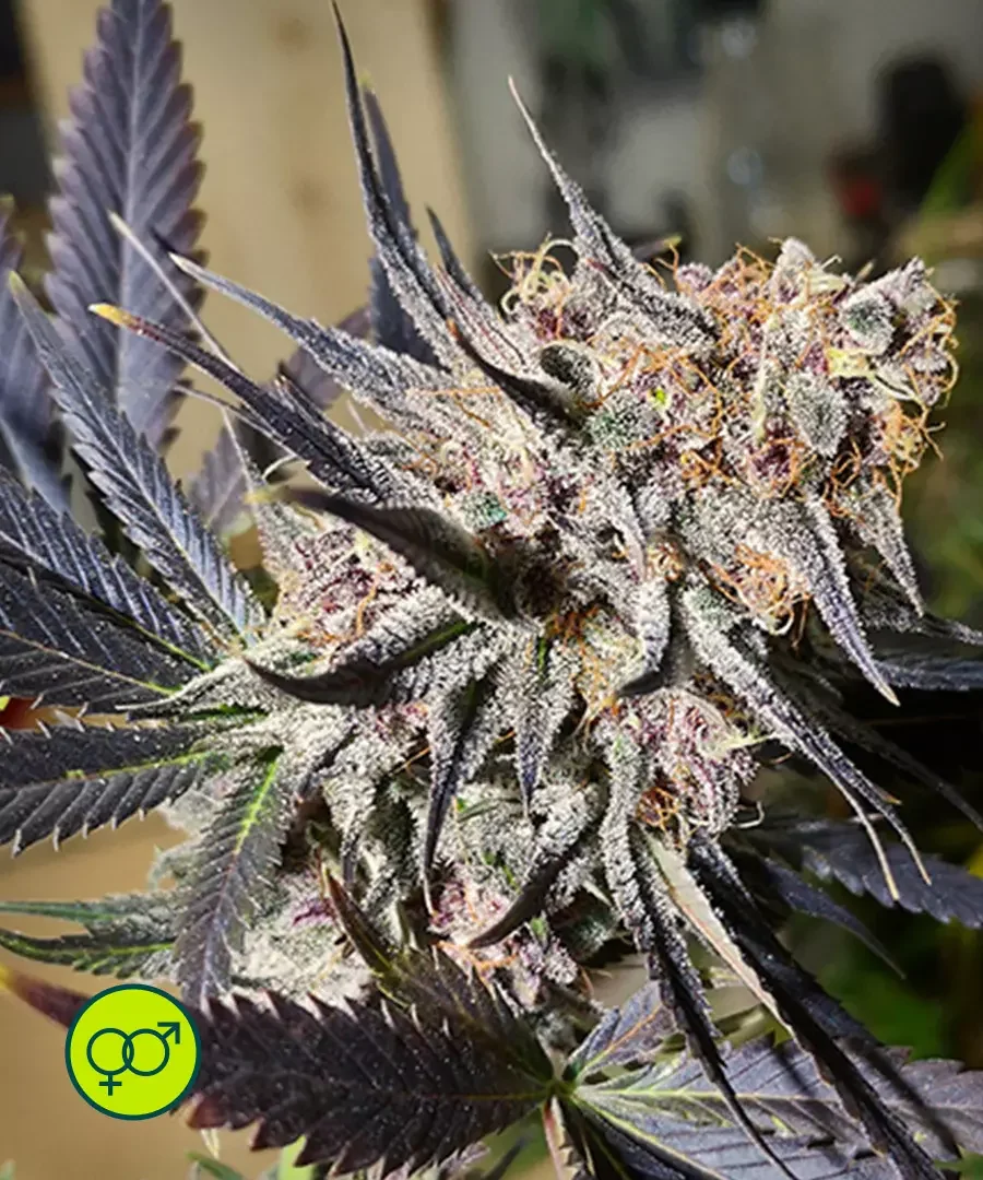 Blueberry
